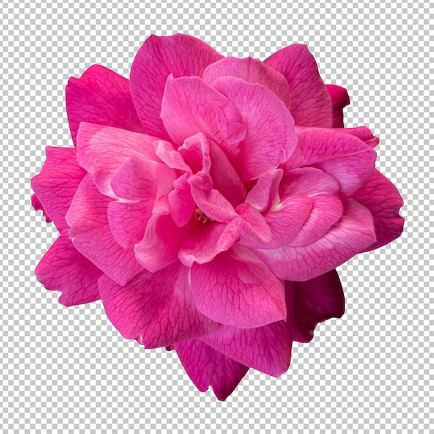 Representación aislada de la flor rosa rosada