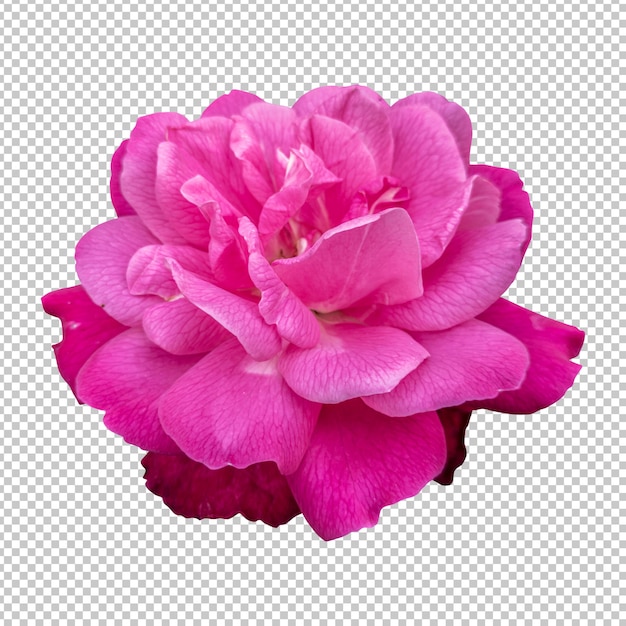 Representación aislada de la flor rosa rosada