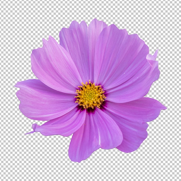 Representación aislada de la flor rosada del cosmos