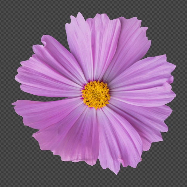 PSD representación aislada de la flor rosada del cosmos