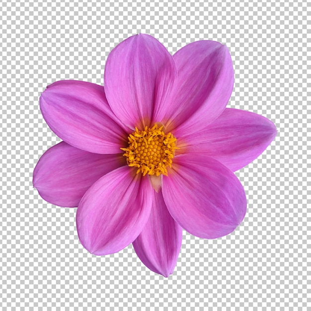 Representación aislada de la flor rosada de la dalia