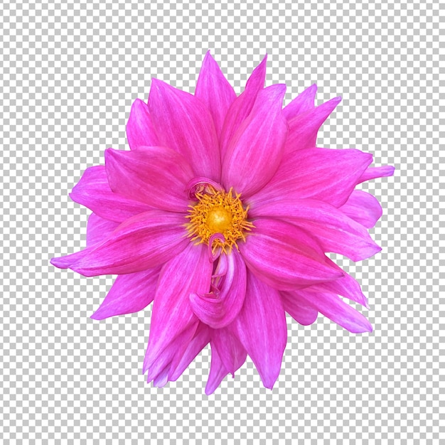 Representación aislada de la flor rosada de la dalia