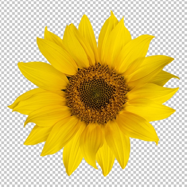 Representación aislada de girasol amarillo