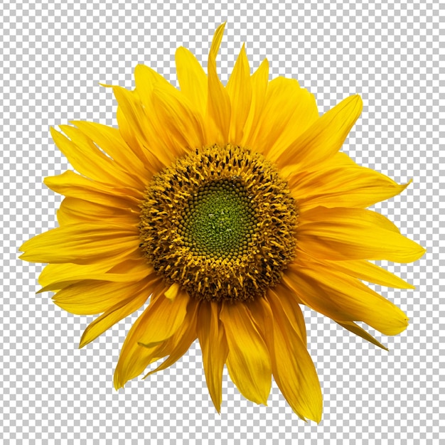 Representación aislada de girasol amarillo