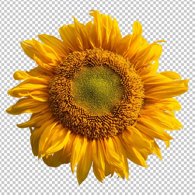 Representación aislada de girasol amarillo
