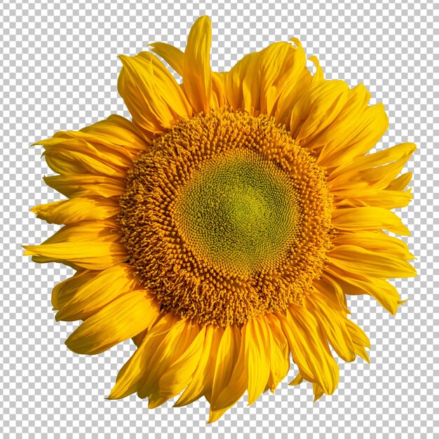 Representación aislada de girasol amarillo