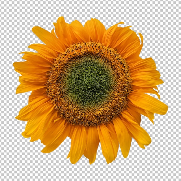 Representación aislada de girasol amarillo