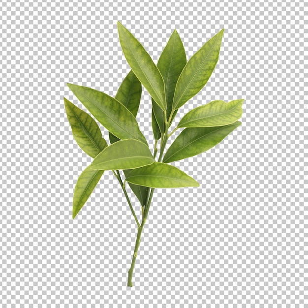 Representación aislada de rama de hojas silvestres verdes frescas