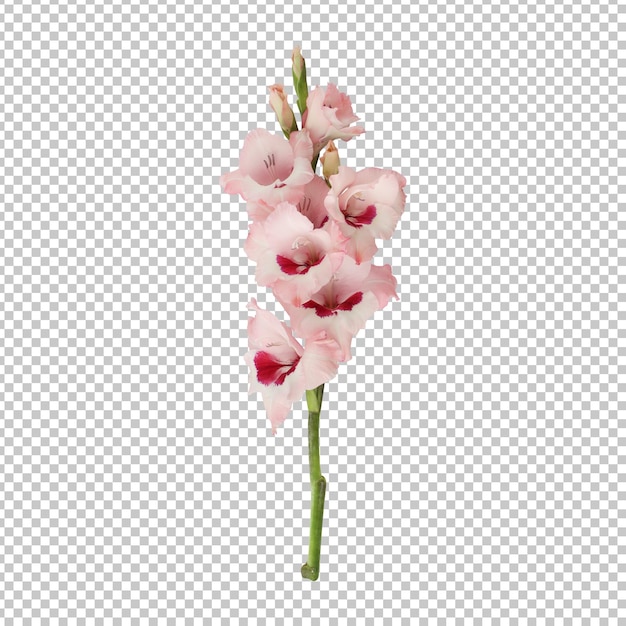 Representación aislada del tallo de la flor del gladiolo rosa claro