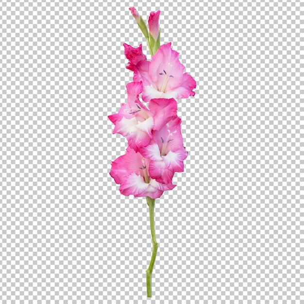 PSD representación aislada de tallo de flor de gladiolo rosa