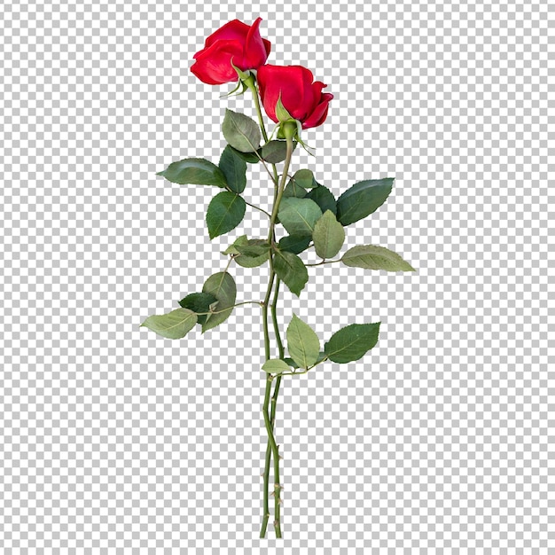 PSD representación aislada de tallos de flores rosas