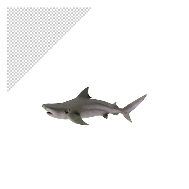 PSD requin taureau png