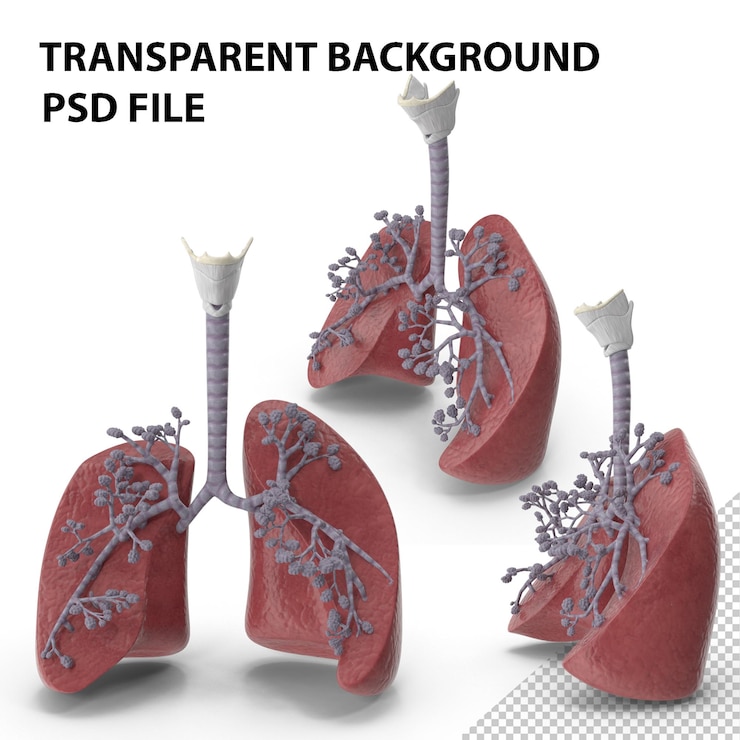 PSD respiratory system and alveoli png