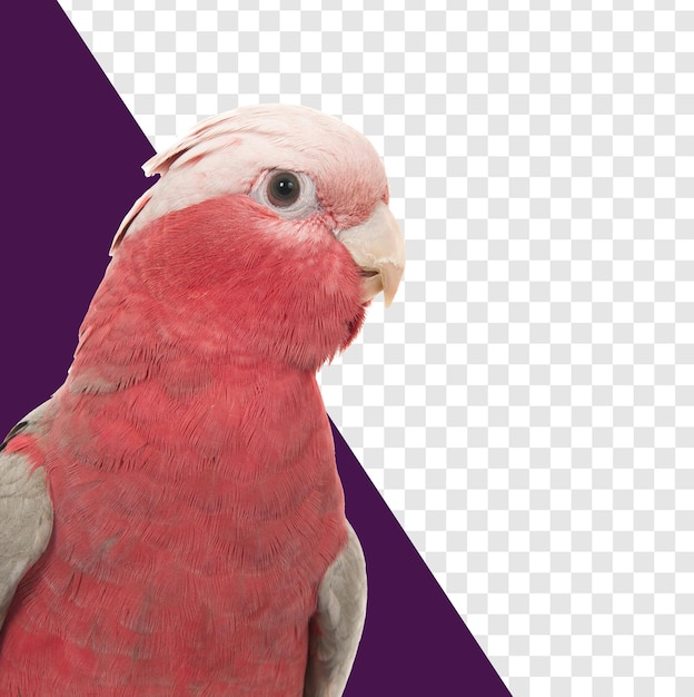 Retrato de la cacatúa de Galah