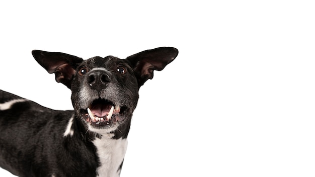 Retrato de cachorro fofo isolado