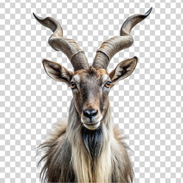 PSD retrato de markhor isolado em fundo transparente