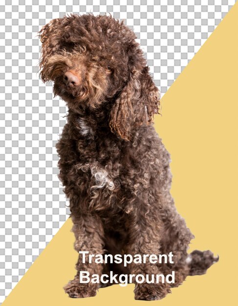 PSD retrato de um cão de água espanhol em um fundo transparente