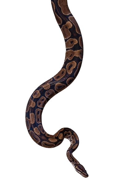 Retrato de uma cobra bonita.