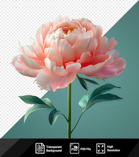 PSD retrato de uma peônia rosa isolada com simples e espaço para texto no canto direito