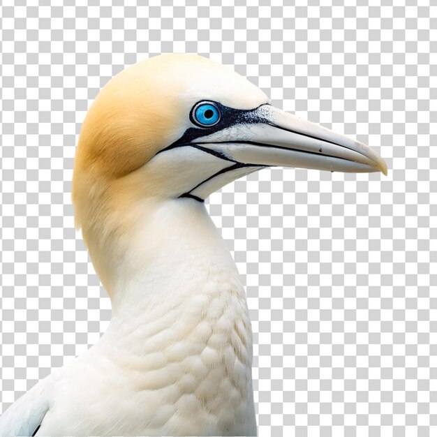 PSD retrato de gannet aislado sobre un fondo transparente