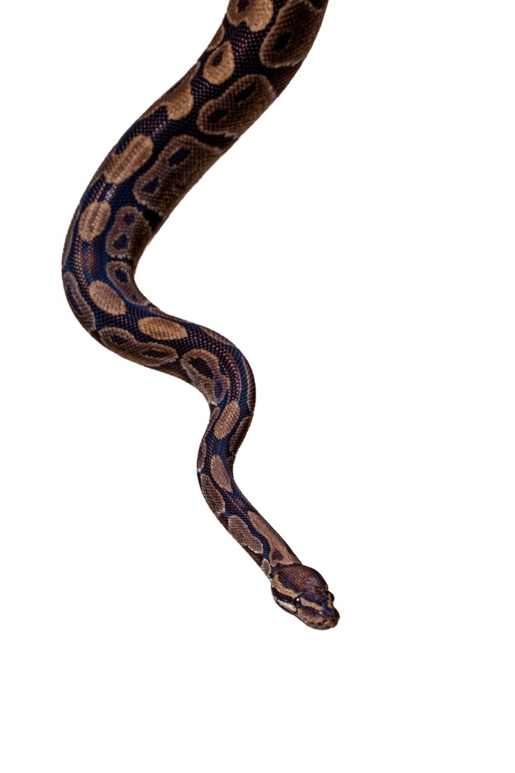 PSD retrato lindo del animal doméstico de la serpiente