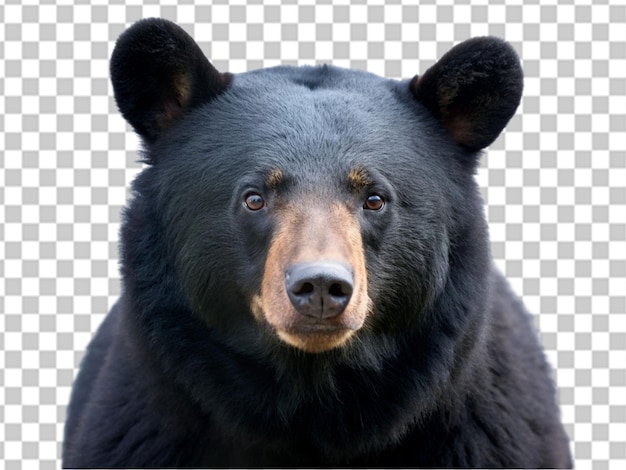 PSD retrato de un oso negro aislado sobre un fondo transparente primer plano de un animal salvaje