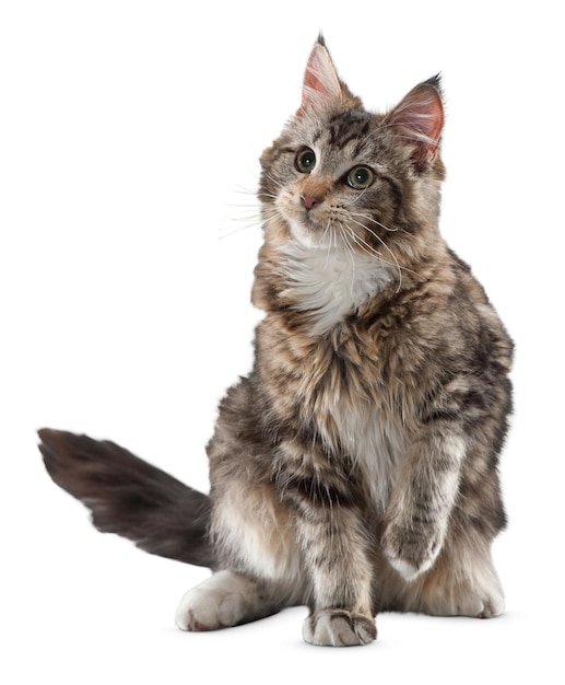 Retratos graciosos de gatos e poses lúdicas para amantes de gatos e entusiastas de animais de estimação