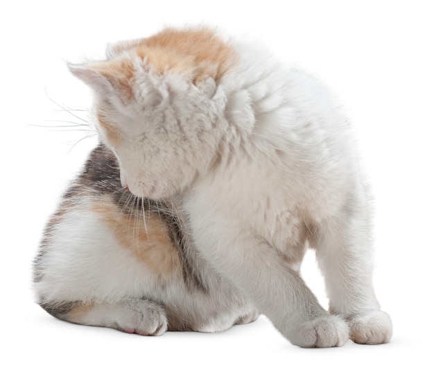 Retratos graciosos de gatos e poses lúdicas para amantes de gatos e entusiastas de animais de estimação