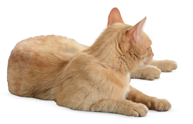 Retratos graciosos de gatos e poses lúdicas para amantes de gatos e entusiastas de animais de estimação