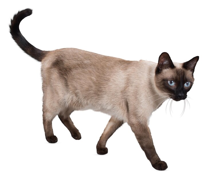 PSD retratos graciosos de gatos y poses lúdicas para los amantes de los gatos y los entusiastas de las mascotas