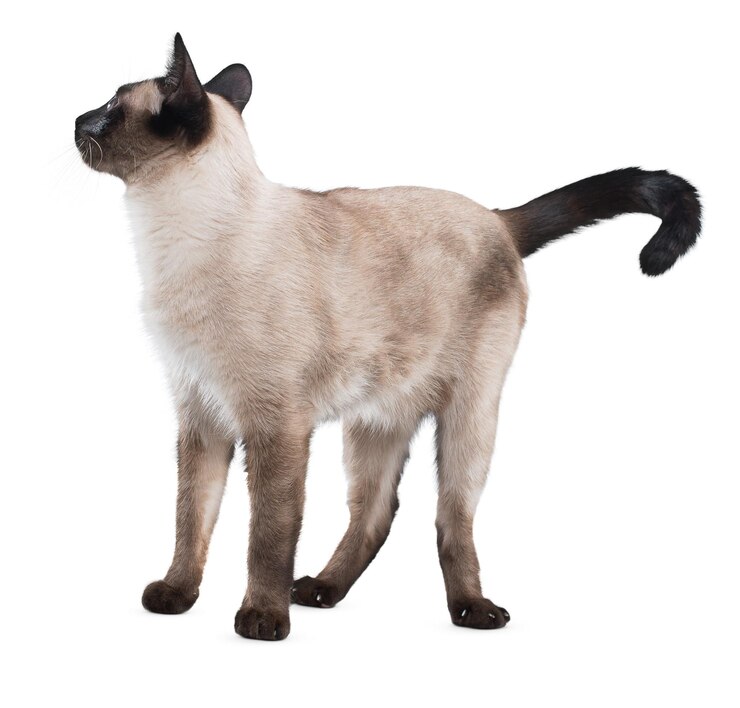 PSD retratos graciosos de gatos y poses lúdicas para los amantes de los gatos y los entusiastas de las mascotas