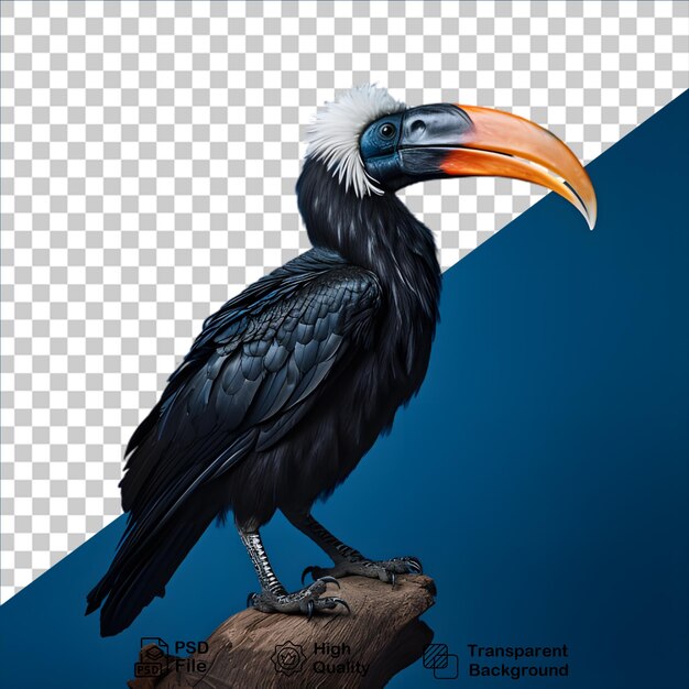 PSD rhinoceros hornbill pássaro isolado em fundo transparente incluir arquivo png