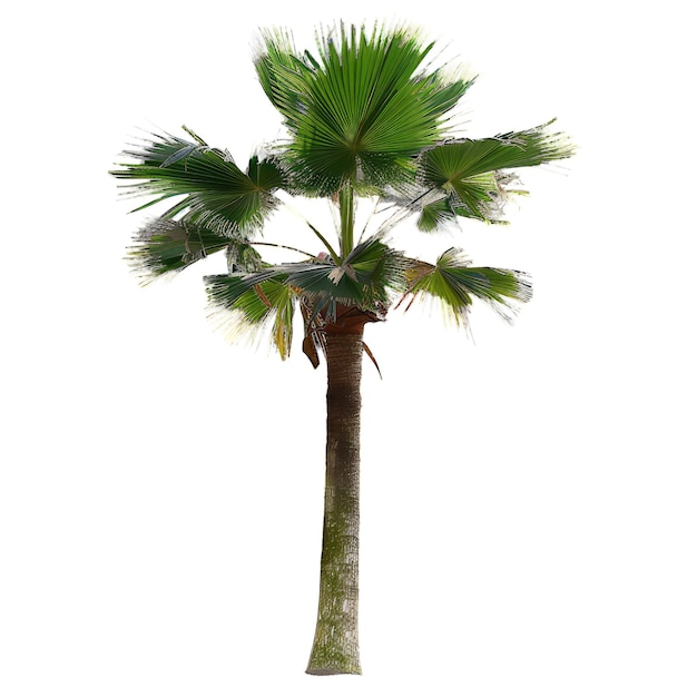 ritaglio Pritchardia_pacifica_Fiji_Fan_Palm sfondo trasparente