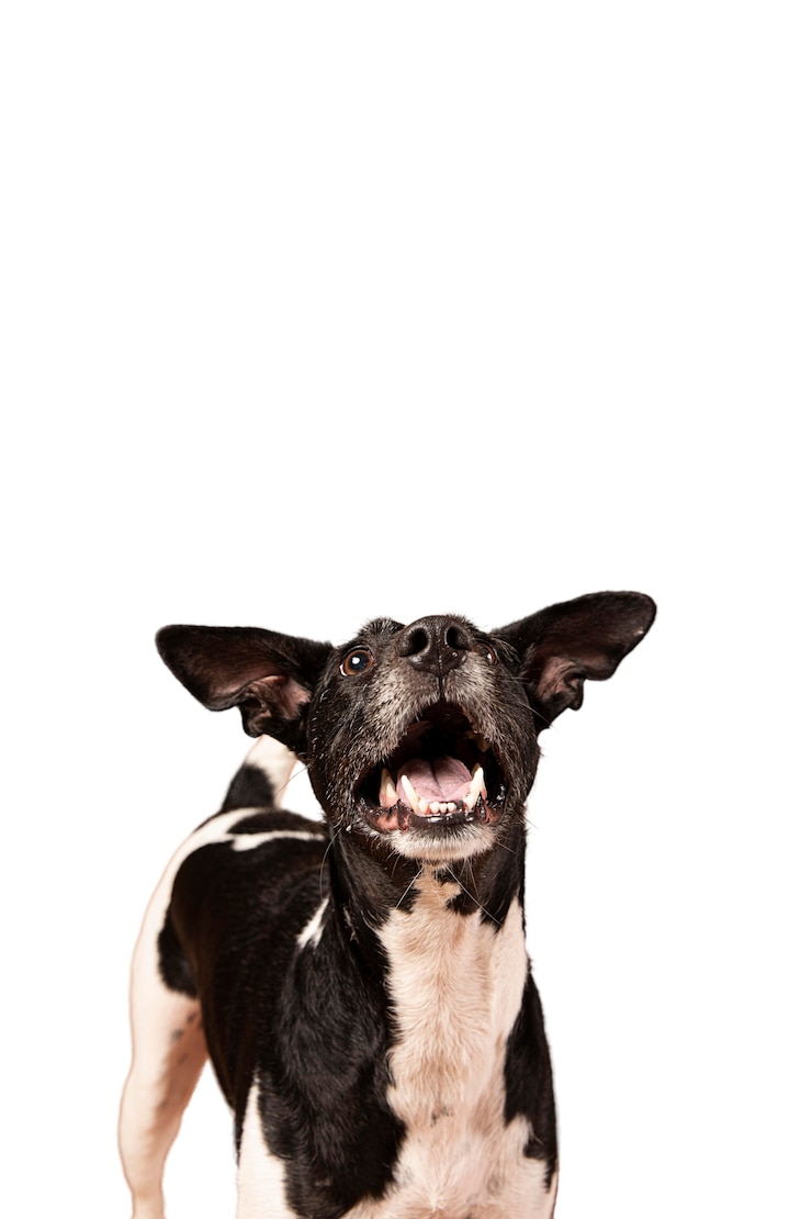 PSD ritratto di cane carino isolato