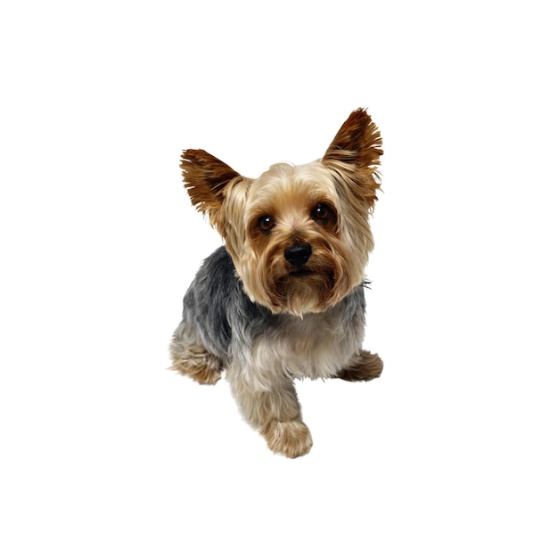Ritratto di cucciolo di Yorkshire Terrier PNG