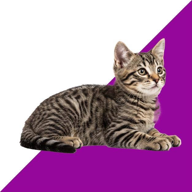 Ritratto di un gatto di casa tabby classico seduto su uno sfondo bianco