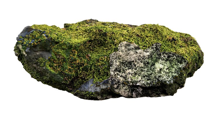 Una roca cubierta de musgo con un fondo transparente