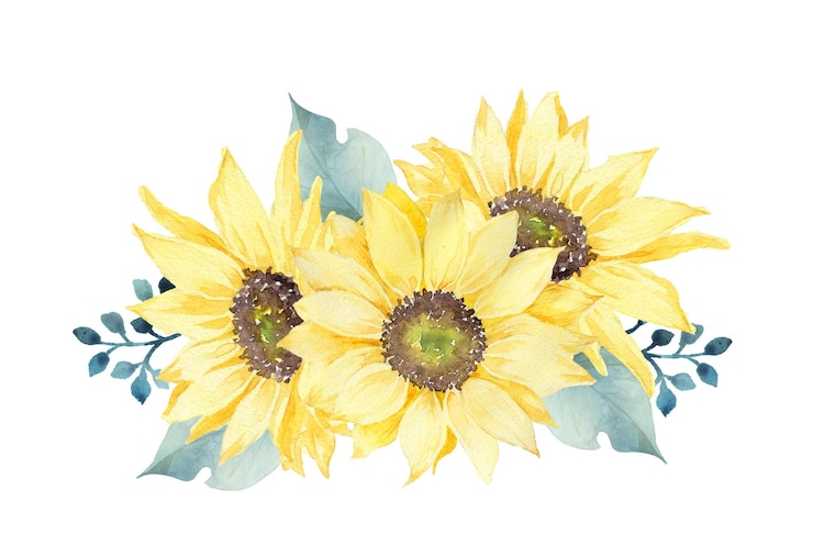 PSD roca de girasol de acuarela aislada