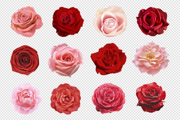 Rojo rosa flor clipart objeto isolado psd conjunto