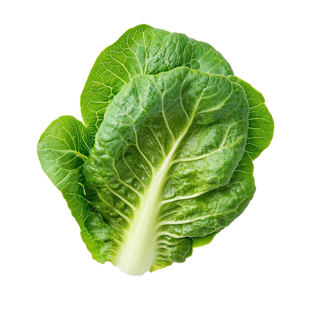 Romain-Salat auf durchsichtigem oder weißem Hintergrund