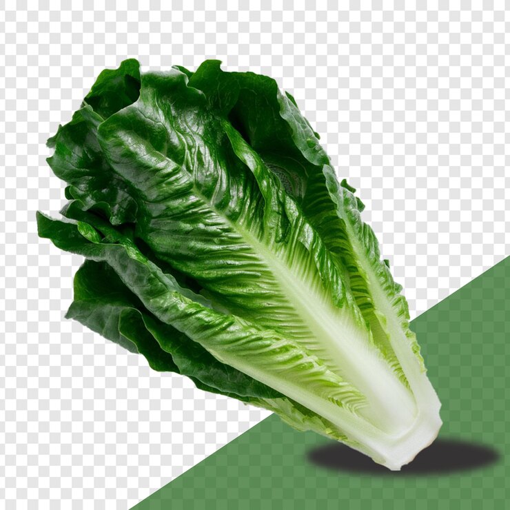 Romaine aislada sobre un fondo transparente