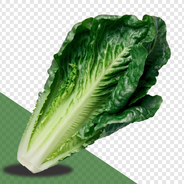 Romaine aislada sobre un fondo transparente