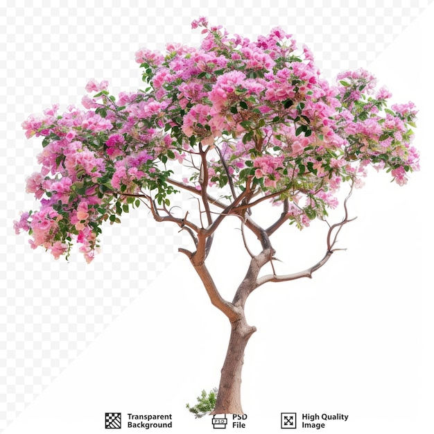 PSD rosa acacia auf weißem hintergrund