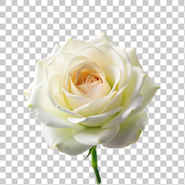 Una rosa blanca aislada en un fondo transparente