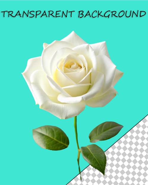 PSD una rosa blanca con hojas verdes y una rosa blanca