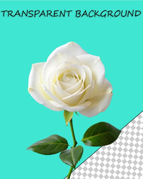 PSD una rosa blanca con hojas verdes y una rosa blanca