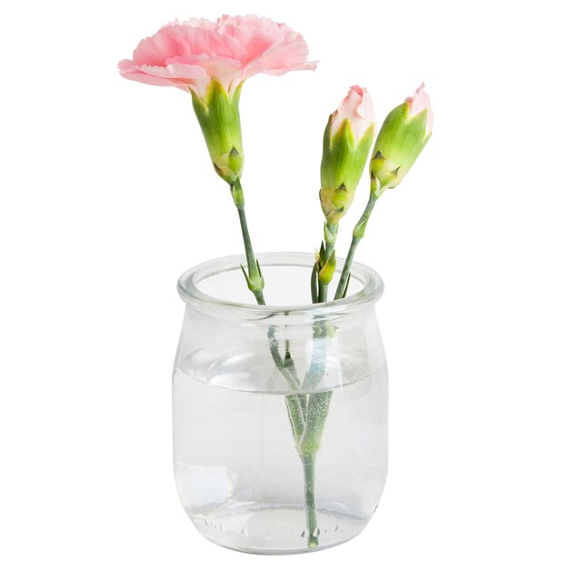 Rosa Blume in einem Miniaturtransparenten Glas oder Vase auf einem leeren Hintergrund.