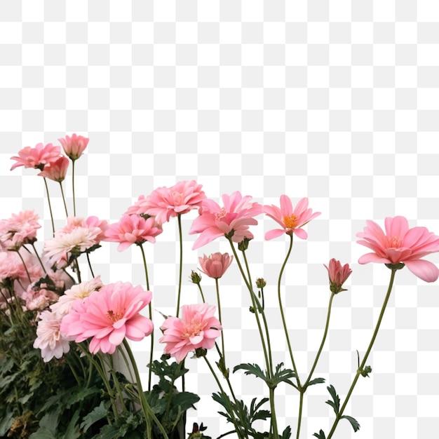 Rosa Blumen auf durchsichtigem Hintergrund
