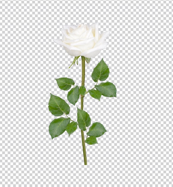 Rosa branca com gotas isoladas PSD Premium