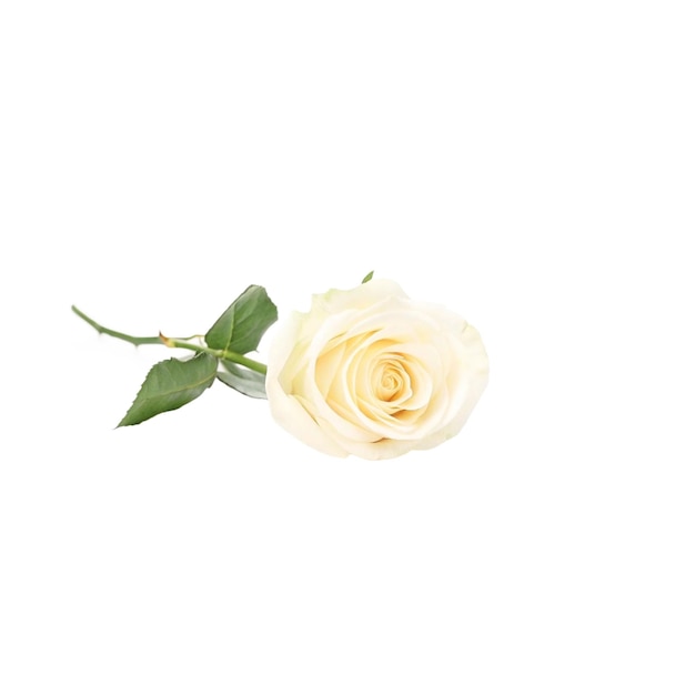 Rosa branca elegante em plena floração com caule e folhas verdes contra fundo preto